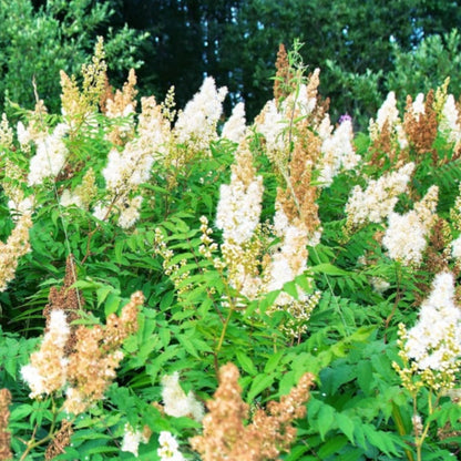 Meadowsweet Tree Seeds