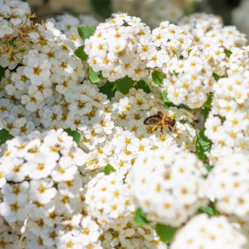 Meadowsweet Tree Seeds