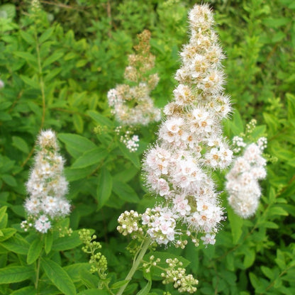 Meadowsweet Tree Seeds