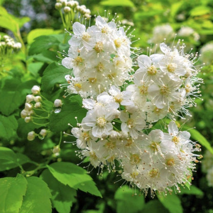 Meadowsweet Tree Seeds