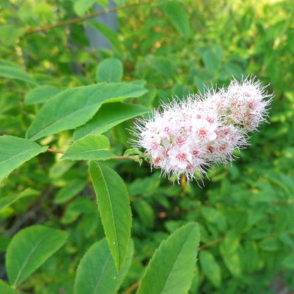 Meadowsweet Tree Seeds