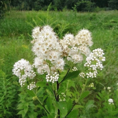 Meadowsweet Tree Seeds