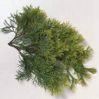 Mediterranean Cypress Tree Seeds