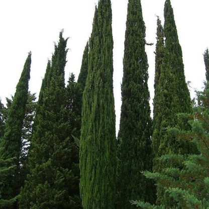 Mediterranean Cypress Tree Seeds