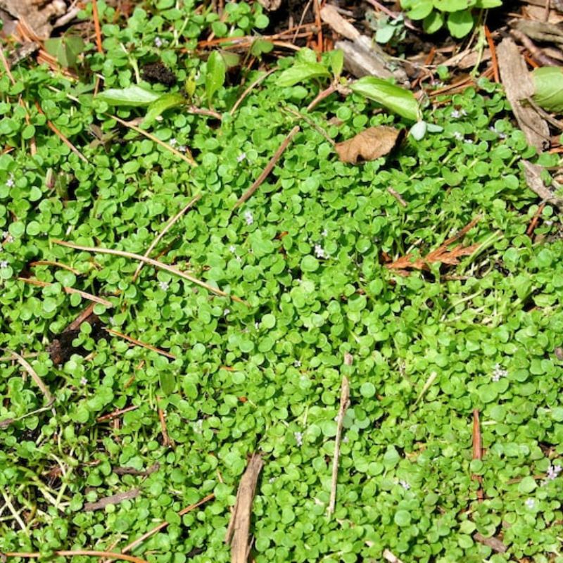 Mentha Requienii Mint Bulk Seeds