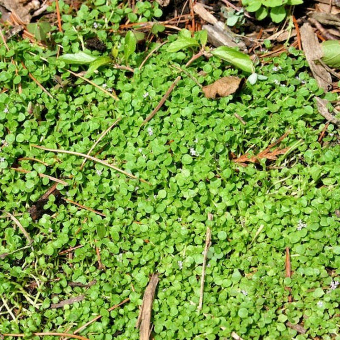 Mentha Requienii Seeds