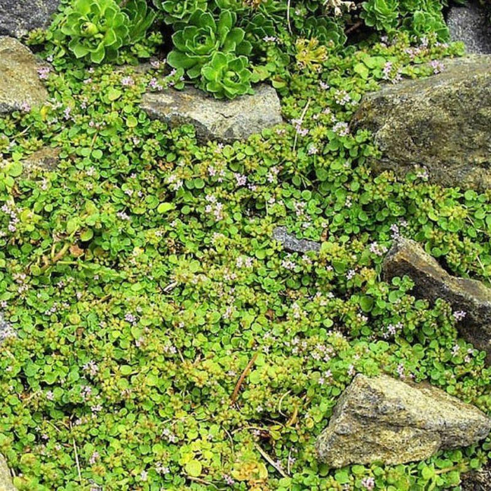 Mentha Requienii Seeds