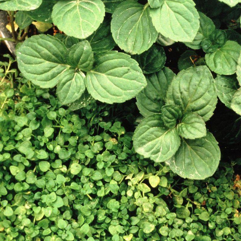 Mentha Requienii Mint Bulk Seeds