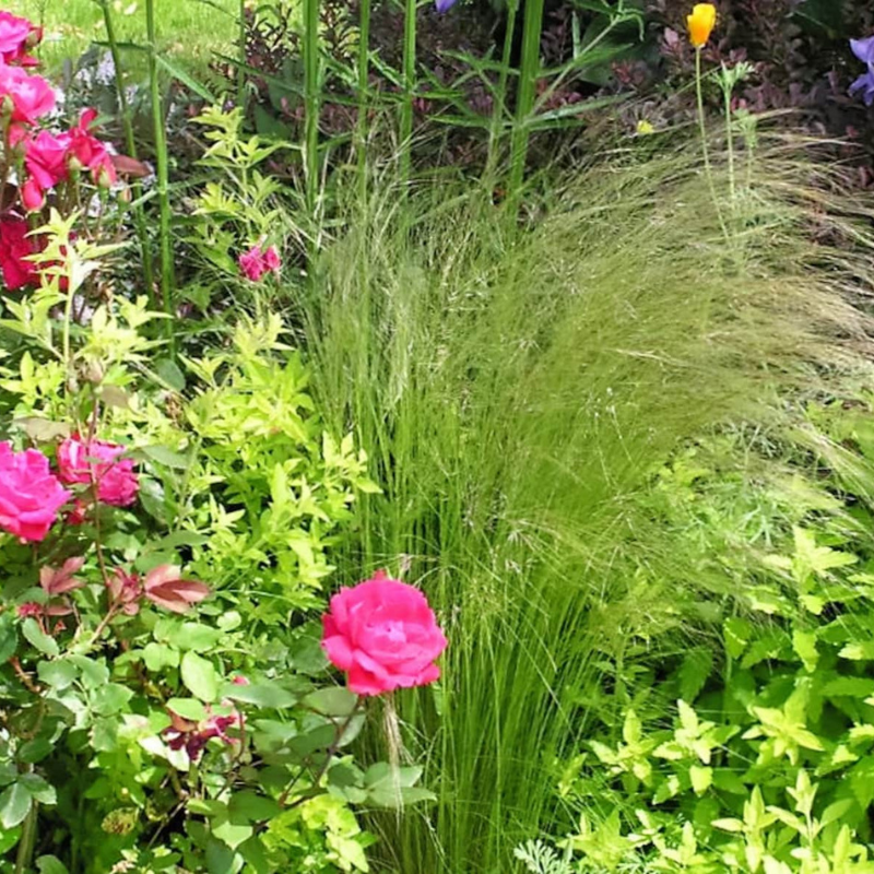 Mexican Feather Grass Seeds