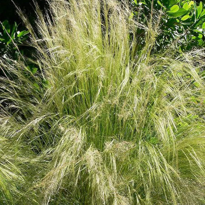 Mexican Feather Grass Seeds