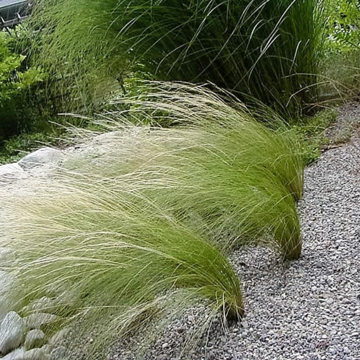 Mexican Feather Grass Seeds