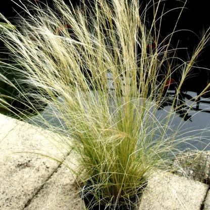 Mexican Feather Grass Seeds