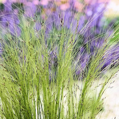 Mexican Feather Grass Seeds