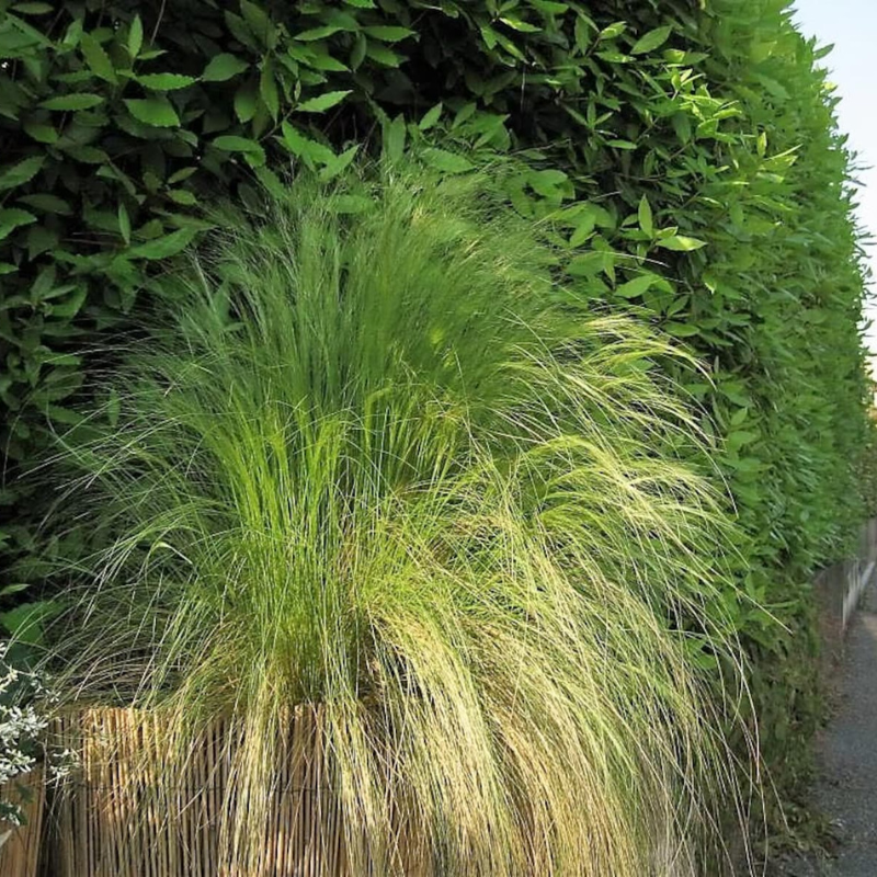 Mexican Feather Grass Seeds