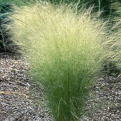 Mexican Feather Grass Seeds