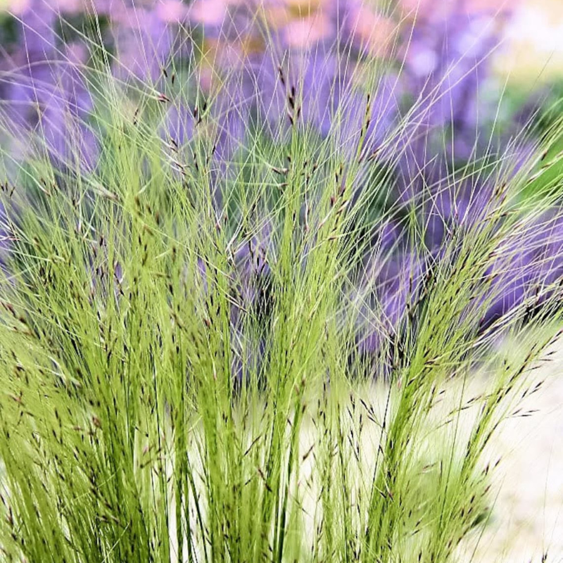 Mexican Feather Grass Seeds