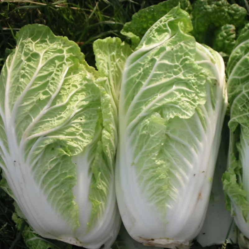 Michihili Cabbage Seeds