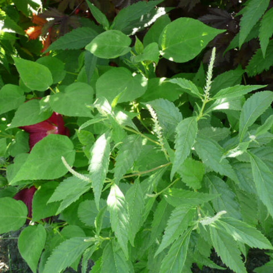 Mint Bush Tree Seeds