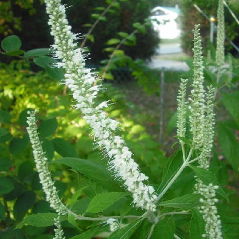 Mint Bush Tree Seeds