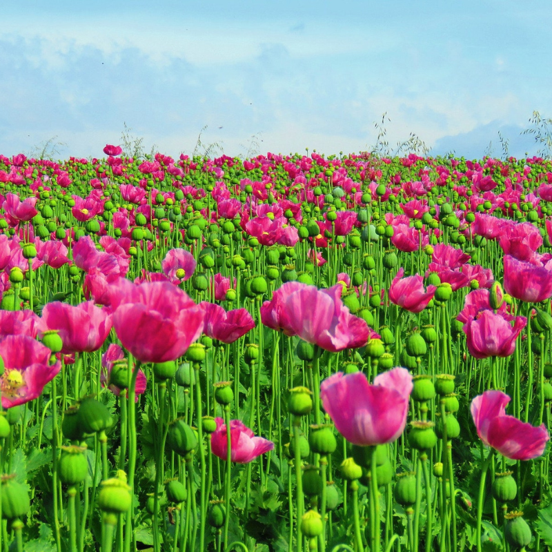 Mixed Afghan Poppy Flower Seeds