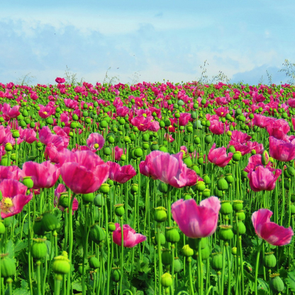 Mixed Afghan Poppy Flower Seeds