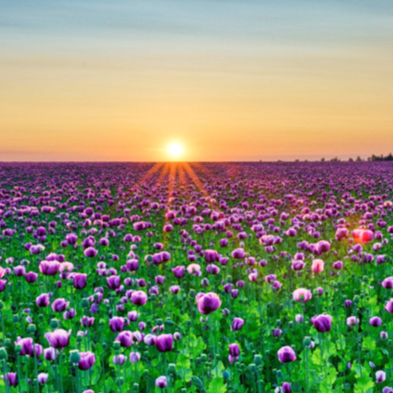 Mixed Afghan Poppy Flower Seeds