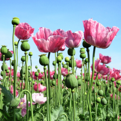 Mixed Afghan Poppy Flower Seeds