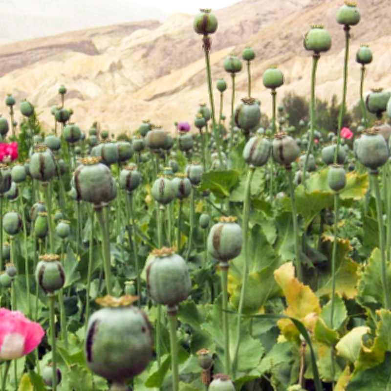 Mixed Afghan Poppy Flower Seeds