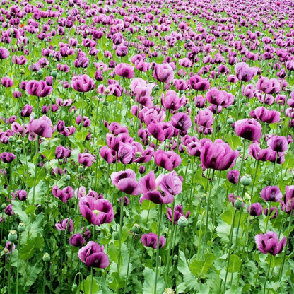 Mixed Afghan Poppy Flower Seeds