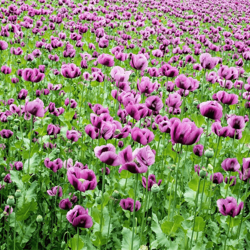Easily Reseeding Annuals