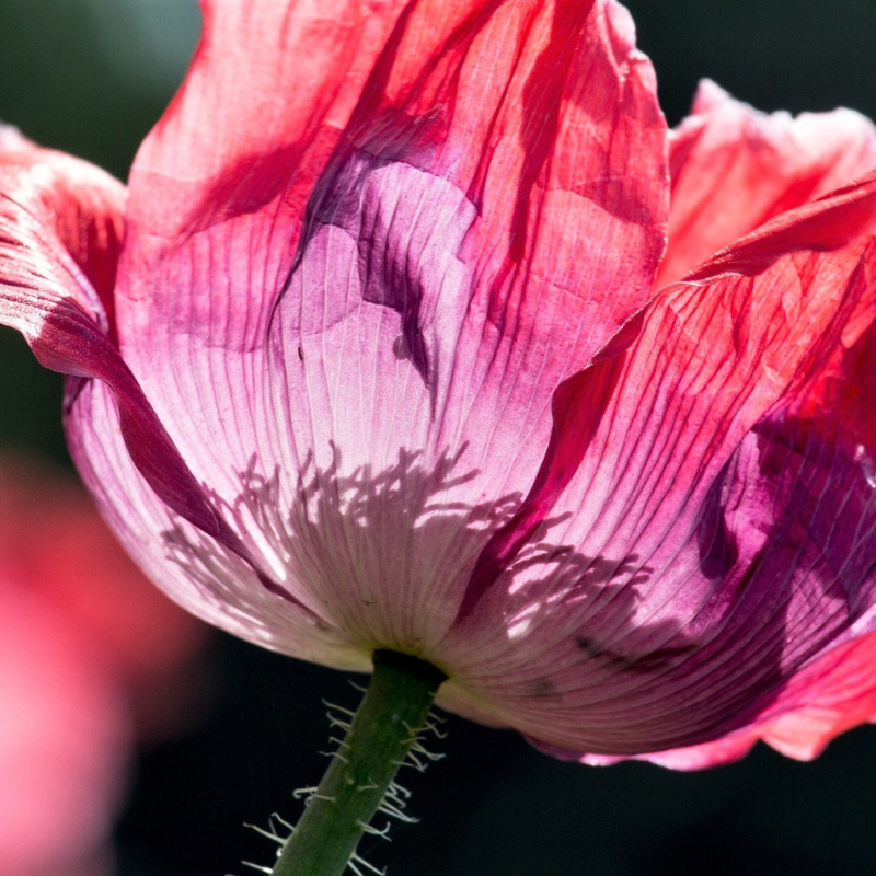 Mixed Afghan Poppy Flower Seeds