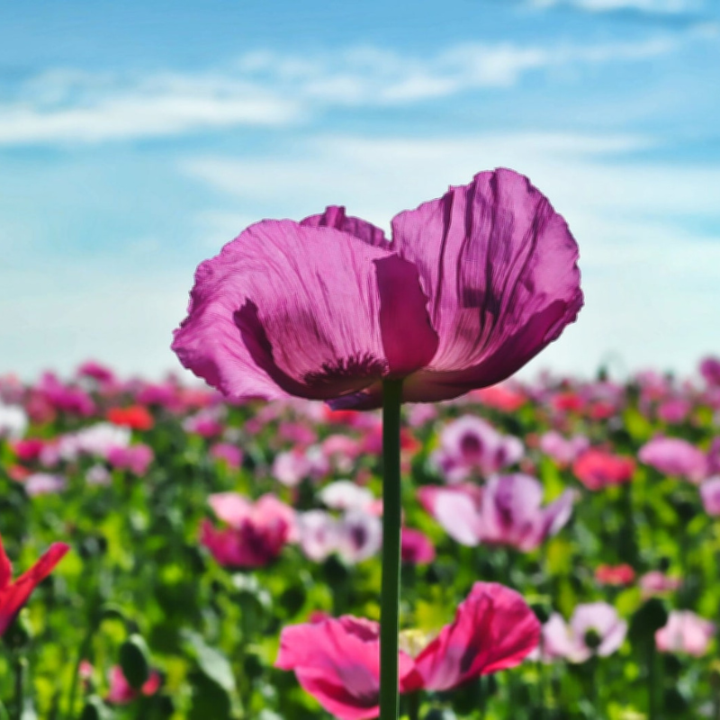 Mixed Afghan Poppy Flower Seeds