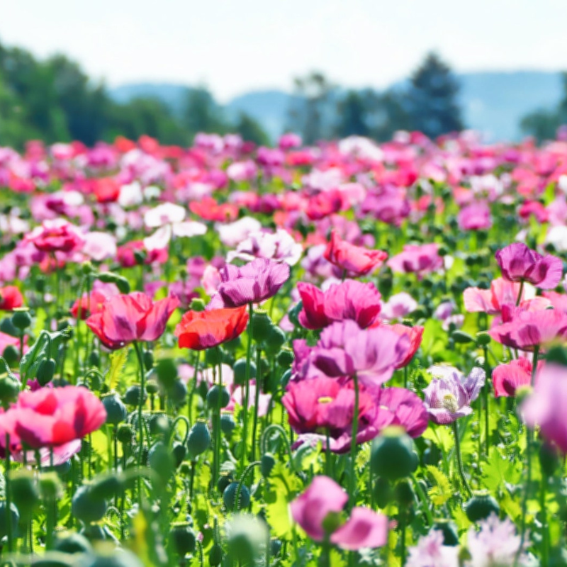 Mixed Afghan Poppy Flower Seeds