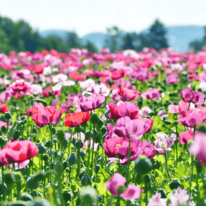 Mixed Afghan Poppy Flower Seeds