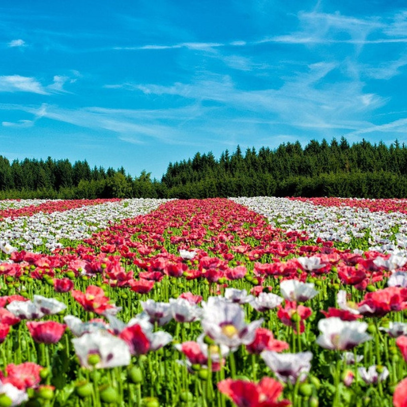 Mixed Afghan Poppy Flower Seeds