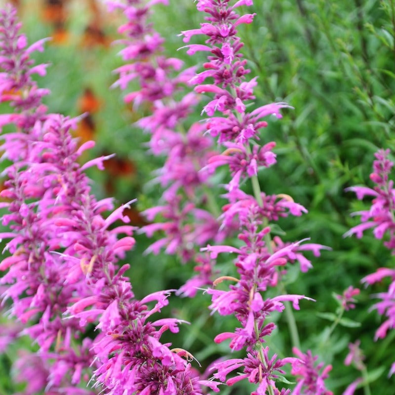 Mixed Agastache Seeds – Montana Seed Farmer