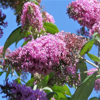 Mixed Butterfly Bush Seeds