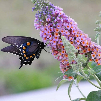 Mixed Butterfly Bush Seeds