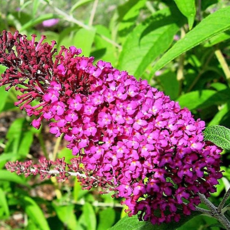 Mixed Butterfly Bush Seeds