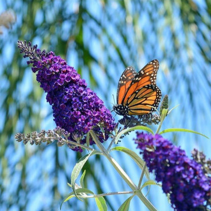 Mixed Butterfly Bush Seeds