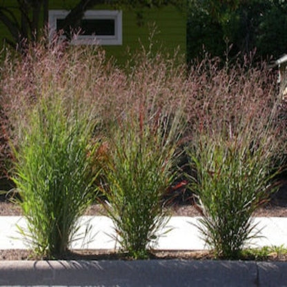 Mixed Butterfly Bush Seeds