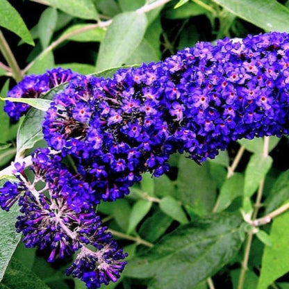 Mixed Butterfly Bush Seeds