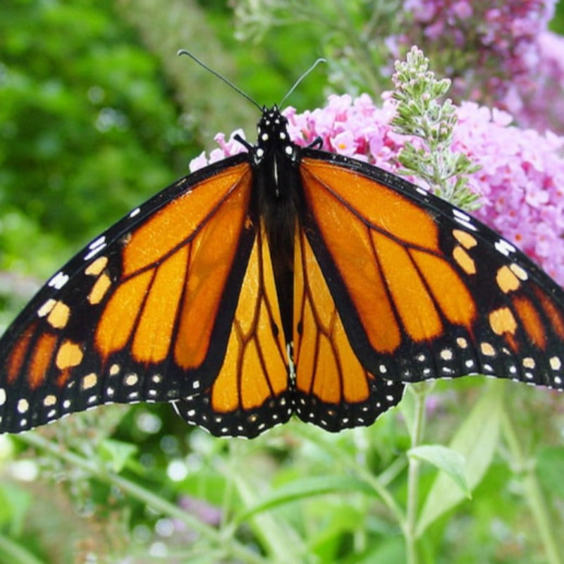 Mixed Butterfly Bush Seeds