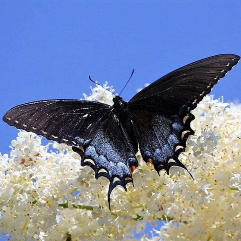 Mixed Butterfly Bush Seeds