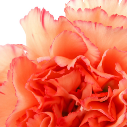 Mixed Carnation Flower Seeds