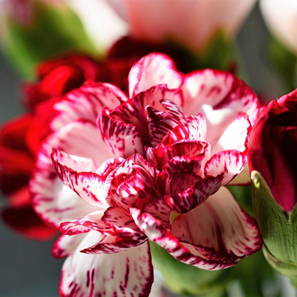 Mixed Carnation Flower Seeds