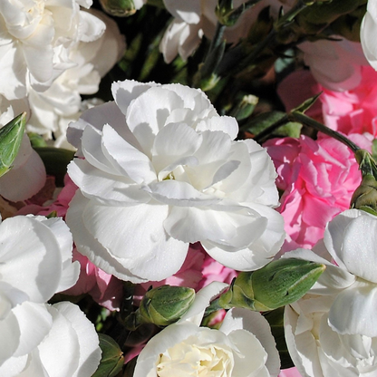 Mixed Carnation Flower Seeds