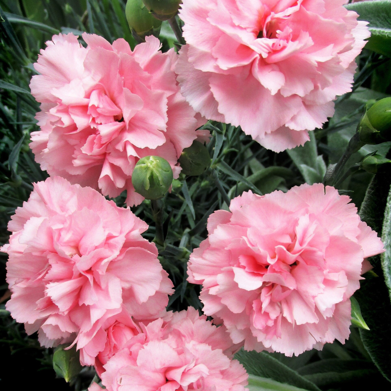 Mixed Carnation Flower Seeds