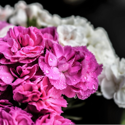 Mixed Carnation Flower Seeds