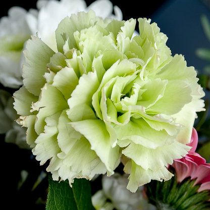 Mixed Carnation Flower Seeds